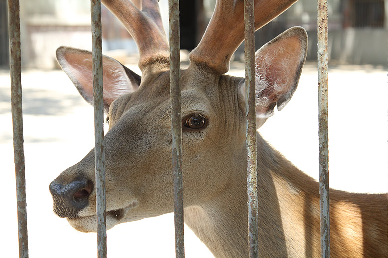 Пекин, Пекинский Зоопарк, Олень (Beijing, Beijing Zoo, Deer)