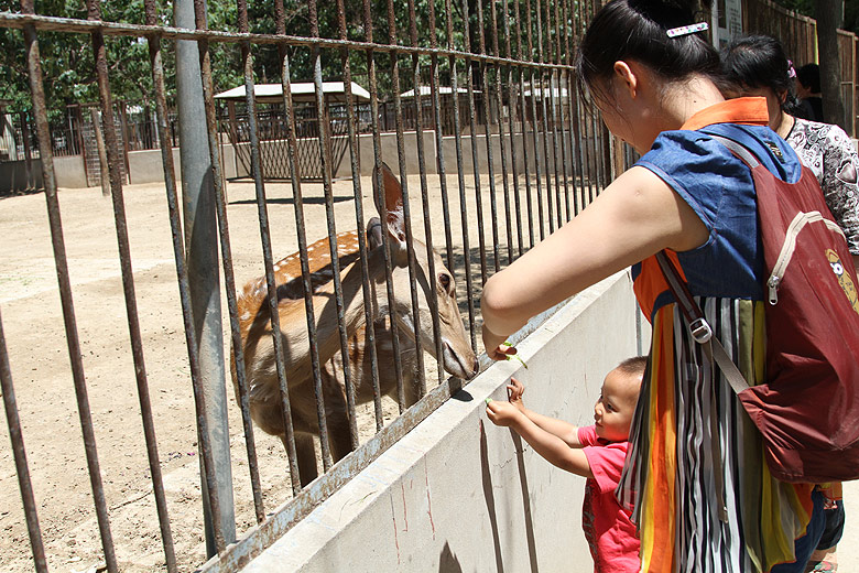 Пекин, Пекинский Зоопарк, Олень (Beijing, Beijing Zoo, Deer)