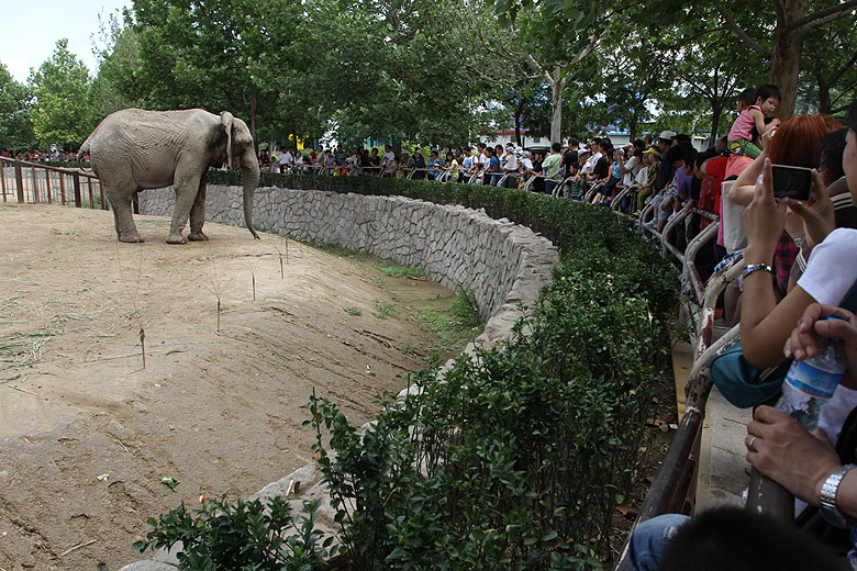 Пекин, Пекинский Зоопарк, Слон (Beijing, Beijing Zoo, Elephant)