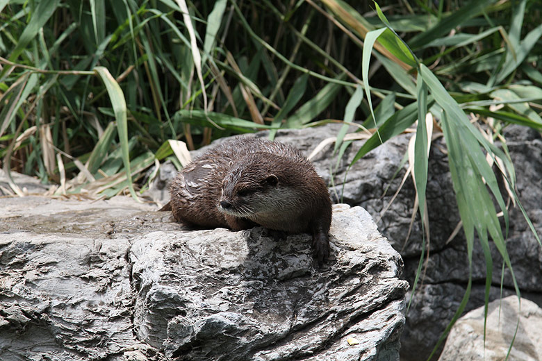 Пекин, Пекинский Зоопарк, Выдра (Beijing, Beijing Zoo, Otter)