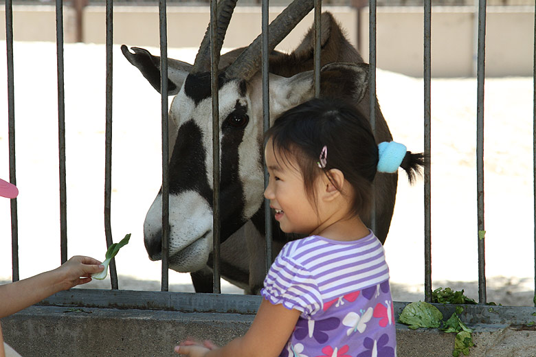 Пекин, Пекинский Зоопарк, Антилопа (Beijing, Beijing Zoo, Antelope)