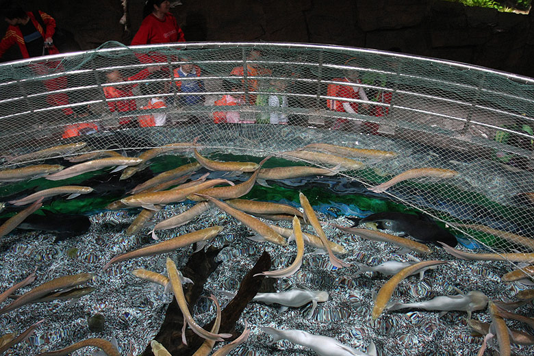 Пекин, Пекинский Зоопарк, Пекинский Аквариум (Beijing, Beijing Zoo, Beijing Aquarium)