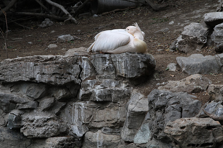 Пекин, Пекинский Зоопарк, Озеро водоплавающих (Beijing, Beijing Zoo, Lake of the waterfowl)