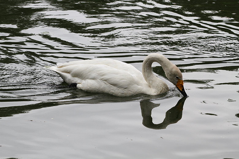 Пекин, Пекинский Зоопарк, Лебедь (Beijing, Beijing Zoo, Swan)