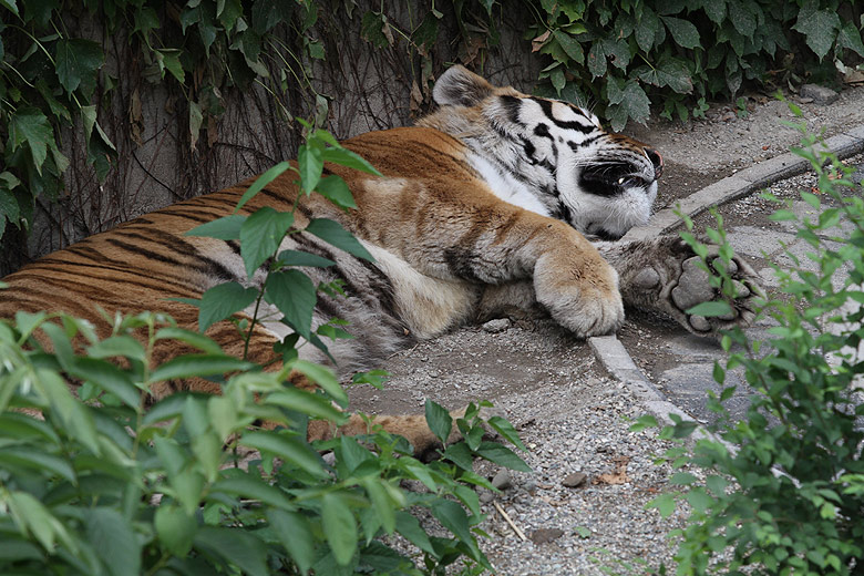Пекин, Пекинский Зоопарк, Тигр (Beijing, Beijing Zoo, Tiger)