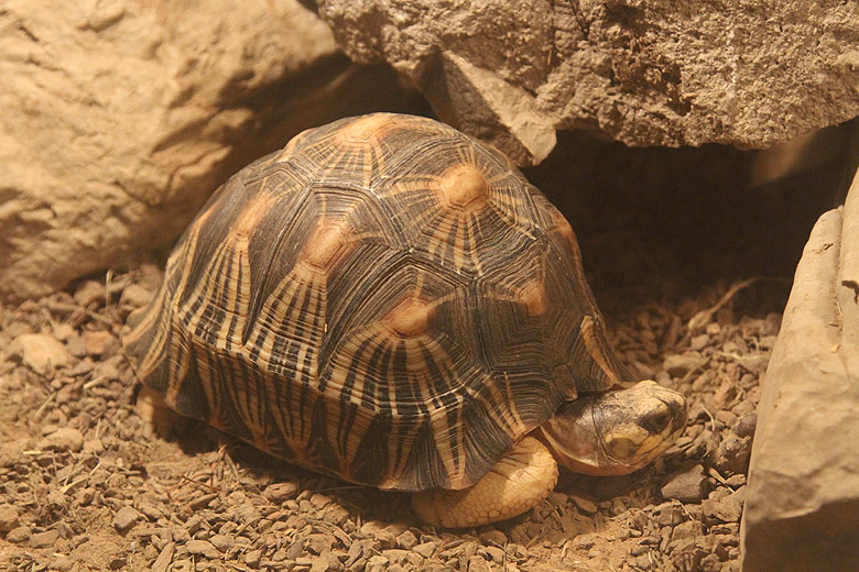 Пекин, Пекинский Зоопарк, Черепаха (Beijing, Beijing Zoo, Tortoise)