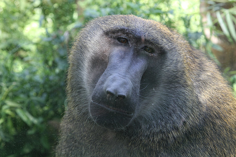 Пекин, Пекинский Зоопарк, Бабуин (Beijing, Beijing Zoo, Baboon)